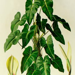 Philodendron imbe, planta pertencente à família Araceae. Ilustração do livro “Resultados botânicos da viagem de Sua Majestade, o Imperador do México Maximiliano I, ao Brasil (1859-1860)”, impresso e publicado em Viena pelo filho de Carl Gerold, 1879. Coleção de obras raras da biblioteca do Instituto Nacional de Pesquisas da Amazônia.